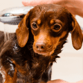 Banho em pet shop: 4 dicas para destacar a importância desse serviço!